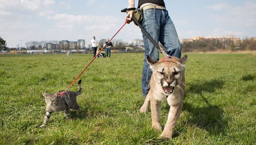 Pracownicy zoo chcieli odebrać pumę weteranowi z Afganistanu. Uciekł z nią do lasu