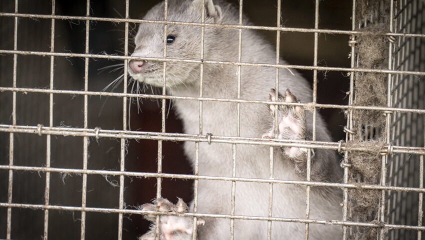 Koronawirus mutuje i przenosi się przez zwierzęta. W Danii wybiją 15 milionów norek