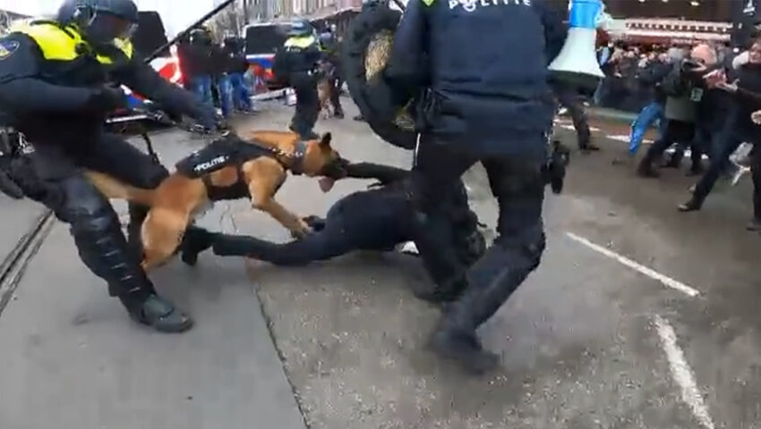 Tak wyglądają protesty przeciwko rządowej polityce walki z Covid-19 w Holandii. Żandarmeria wojskowa, policja z psami, przerażające sceny