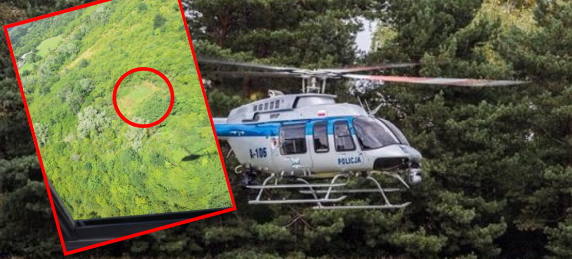 Policjanci lecieli dostarczyć serce do przeszczepu. Z pokładu przypadkiem wypatrzyli plantację narkotyków