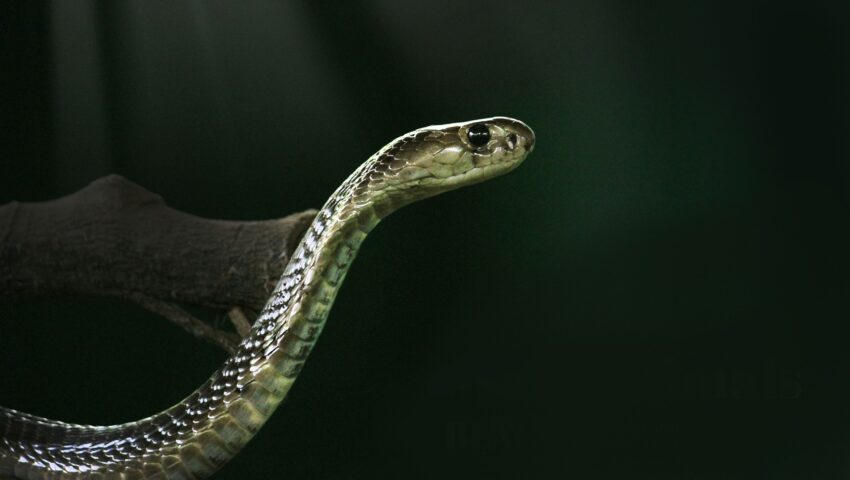 Jadowita kobra uciekła z terrarium. Trwają poszukiwania