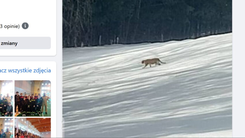 Tygrys? Puma? Pantera? Tajemniczy drapieżnik w polskich lasach