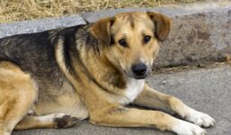 Ból i panika. Rosjanie testowali broń soniczną na psach