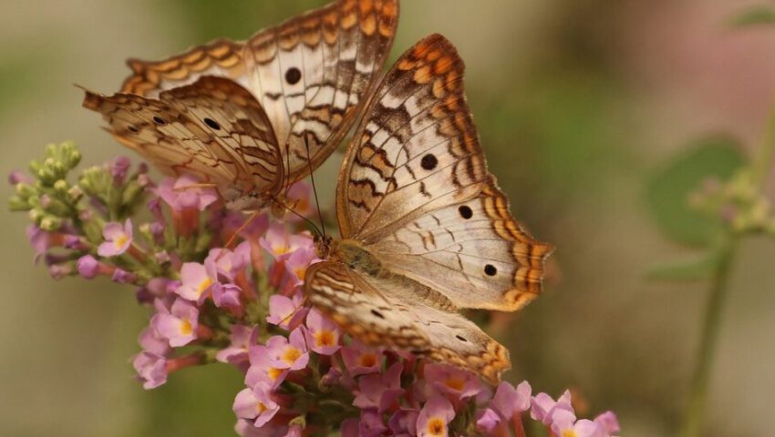 beautifull butterflies