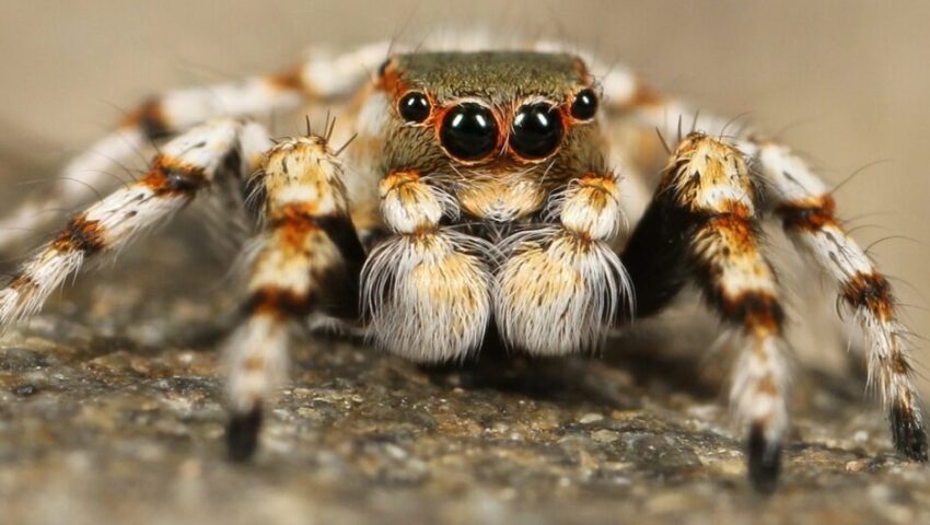 pająk-tarantula-pajęczy zmysł-oko pająka-w sieci pająka