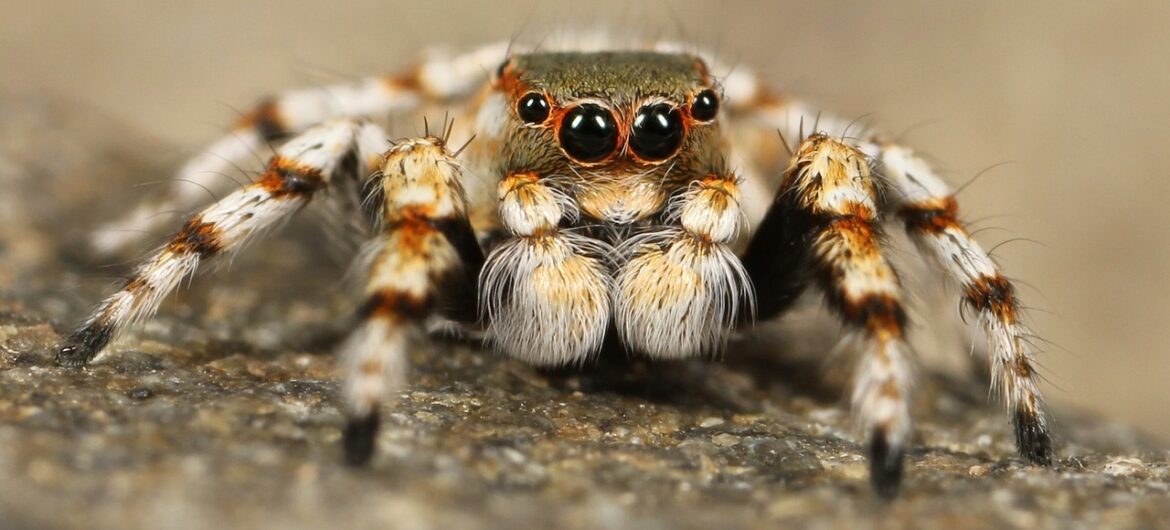 pająk-tarantula-pajęczy zmysł-oko pająka-w sieci pająka