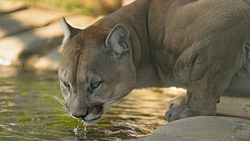 Tragedia w zoo. Puma zabiła właściciela