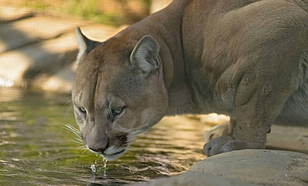 Tragedia w zoo. Puma zabiła właściciela