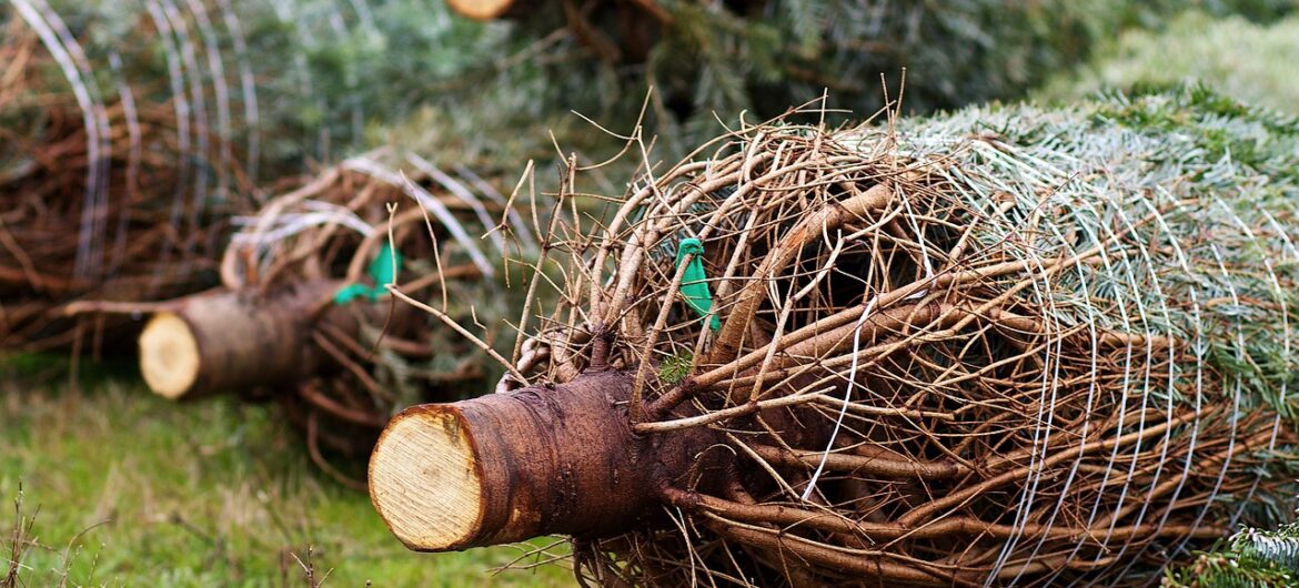 Część sprzedawanych w Polsce choinek przyjeżdża do nas z Danii