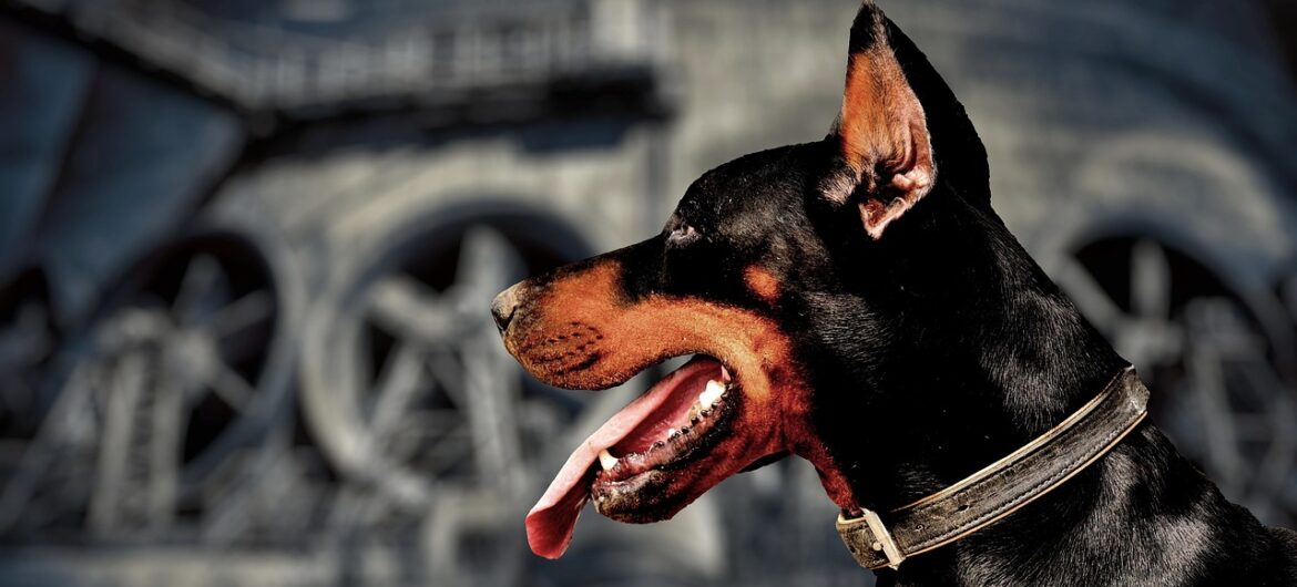 Po pogróżkach kibiców piłkarz Liverpoolu wydał fortunę na… psa obronnego