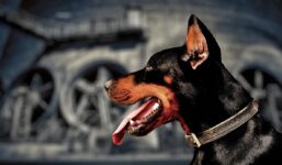 Po pogróżkach kibiców piłkarz Liverpoolu wydał fortunę na… psa obronnego