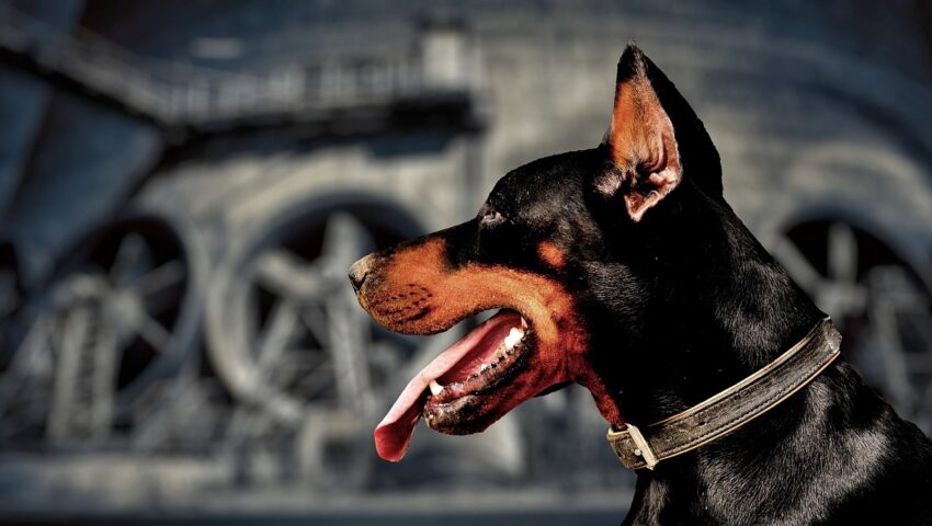 Po pogróżkach kibiców piłkarz Liverpoolu wydał fortunę na… psa obronnego