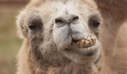 Mróz i opady śniegu w Arabii. Kaktusy i wielbłądy całe w szronie