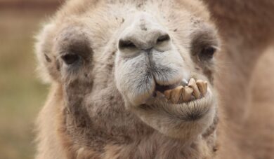 Mróz i opady śniegu w Arabii. Kaktusy i wielbłądy całe w szronie