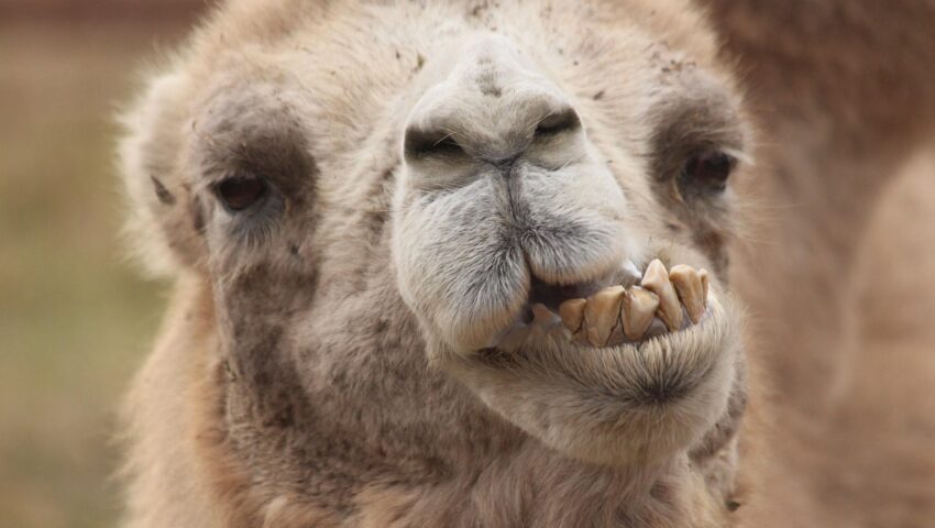 Mróz i opady śniegu w Arabii. Kaktusy i wielbłądy całe w szronie