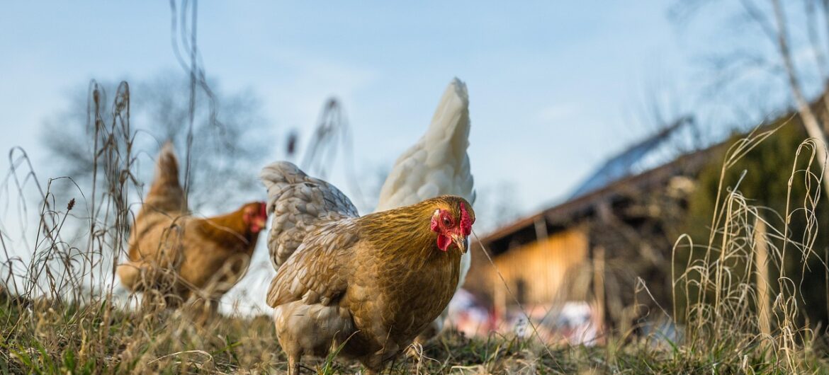 “Bambina” z dziećmi zjadła wszystkie kury. Ale “odstrasza złodziei”
