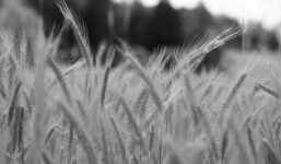 Słynny kolarz mordował rolników? Grozi mu 45 lat więzienia