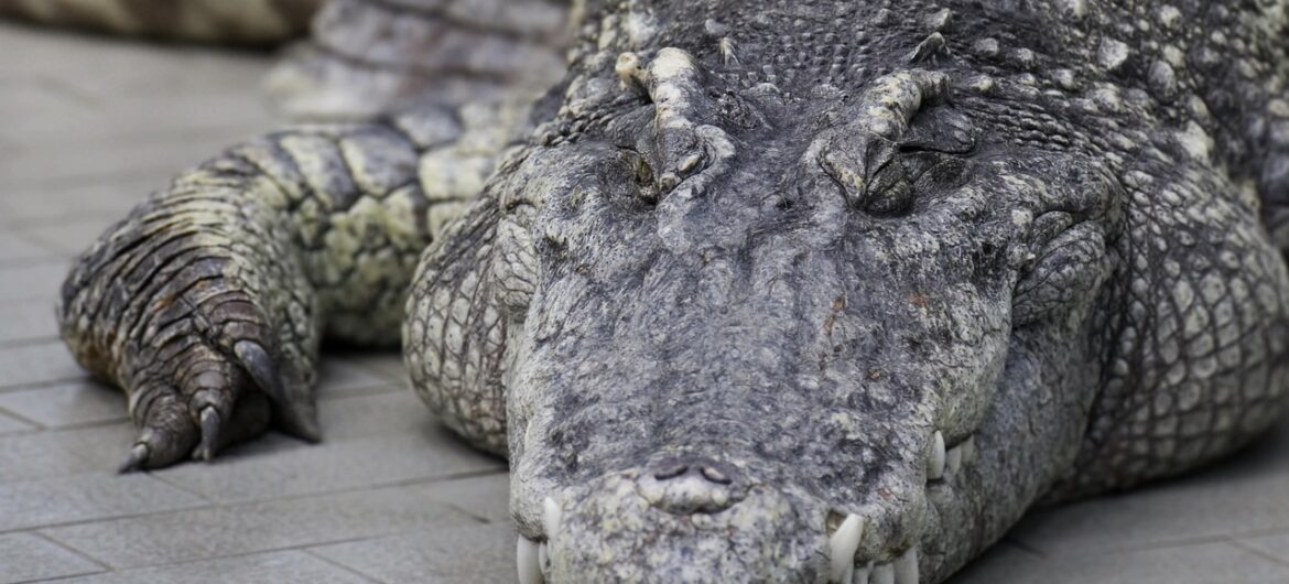 Krokodyle i hipopotamy ruszyły po ludzkie mięso. Wszystko przez powódź
