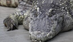 Krokodyle i hipopotamy ruszyły po ludzkie mięso. Wszystko przez powódź