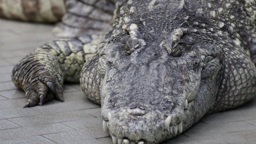 Krokodyle i hipopotamy ruszyły po ludzkie mięso. Wszystko przez powódź